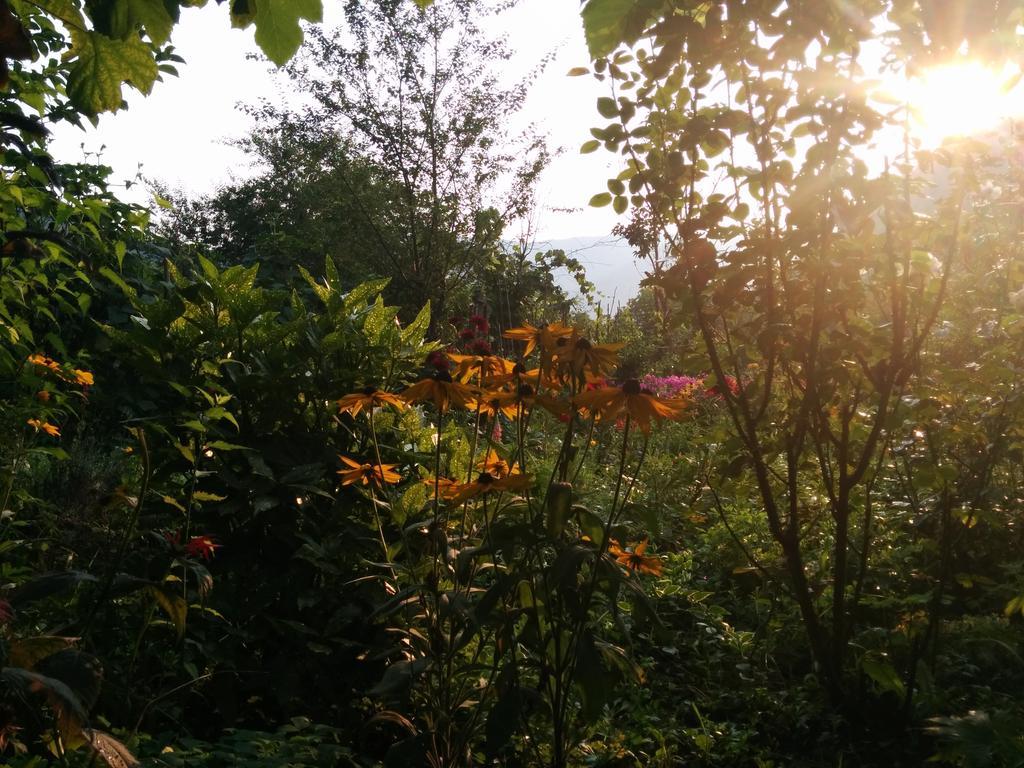 Pension Casa Anadam Băile Herculane Dış mekan fotoğraf